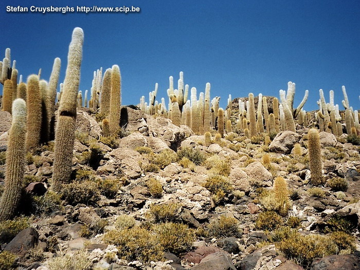 Uyuni - Isla Pescadores  Stefan Cruysberghs